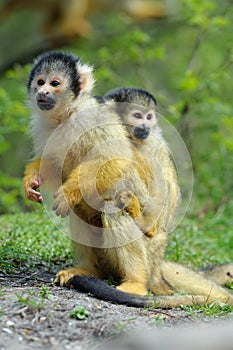 Cute squirrel monkey