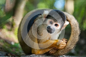 Cute squirrel monkey photo