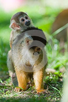 Cute squirrel monkey photo