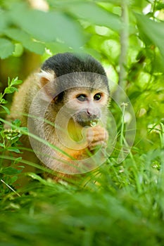 Cute squirrel monkey