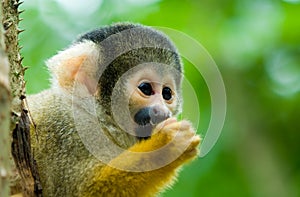 Cute squirrel monkey