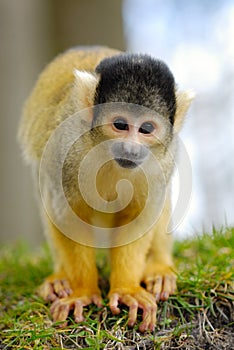 Cute squirrel monkey
