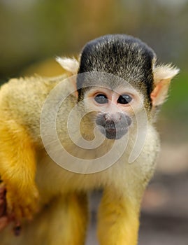 Cute squirrel monkey