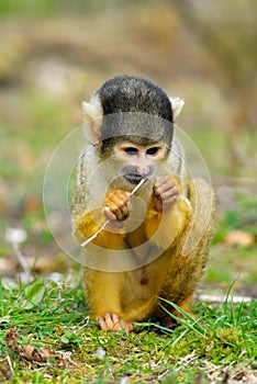 Cute squirrel monkey photo