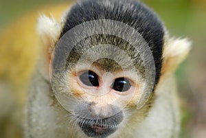 Cute squirrel monkey