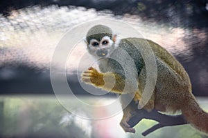 Cute squirrel monkey