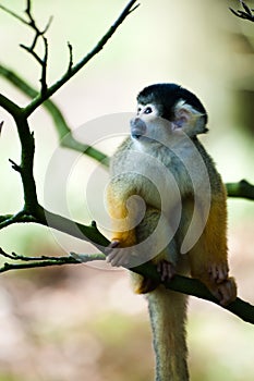 Cute squirrel monkey