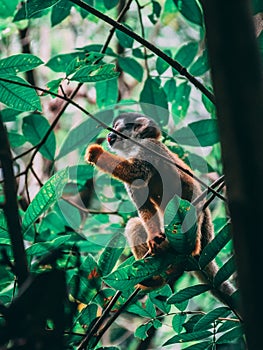 Cute squirrel monkey eating in a tree branch
