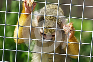 The cute squirrel monkey locked in a zoo cage