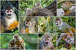 Cute squirrel monkey Saimiri subfamily: saimiriinae .Collage set.