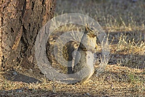 Cute squirrel in the morning light