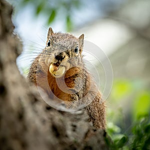 Cute squirrel with a nut in his mouth