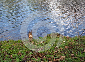 Cute squirrel in the park standing on the grass on the river bank