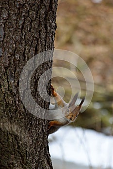 Cute squirrel peaking behind a tree photo