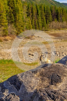 Cute Squirrel Peeking Behind A Rock