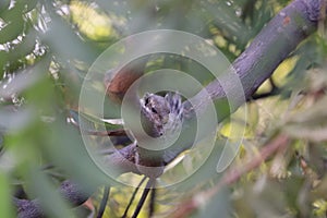 A cute squirrel peeking from a tree branch