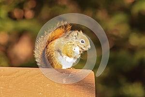 Cute Squirrel perched on a Park Bench