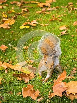 Cute squirrel playing with fallen dry maple leaves in a park during daytime