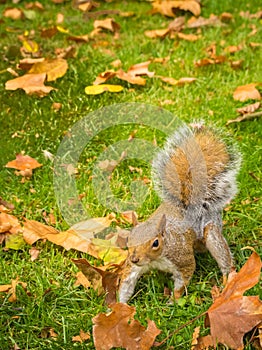 Cute squirrel playing with maple leaves in a grassy field during daytime