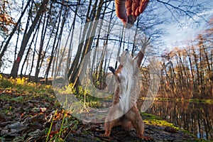 Cute squirrel pulls his paw for a nut photo