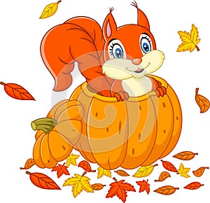 Cute squirrel in a pumpkin