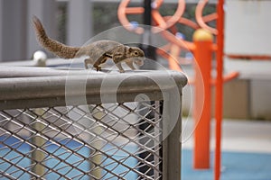 cute squirrel on a railing carrying a nut