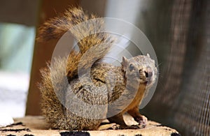 Cute squirrel