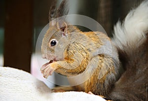 Cute squirrel