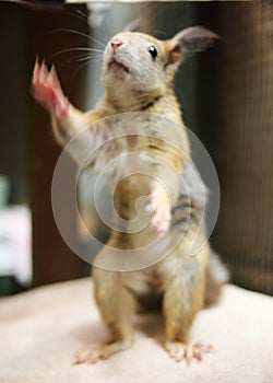 Cute squirrel