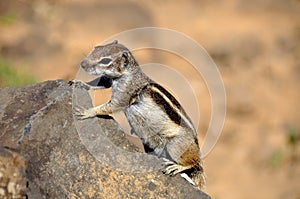Cute Squirrel on a rock
