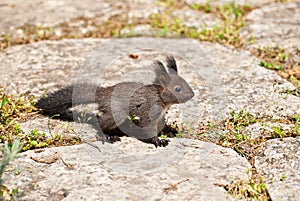 Cute squirrel on rocks