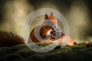 Cute squirrel (Sciuridae) eating a nut in a forest on the blurred background