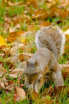 Cute squirrel searching through the fallen leaves
