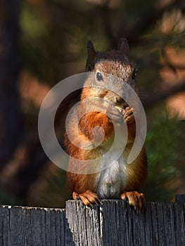 Cute squirrel sits on the fence and eats nut