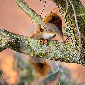 Cute squirrel sits on a tree and scrathes its back