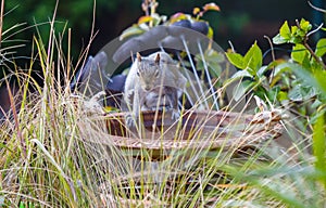 Cute squirrel sitting on a birdbath