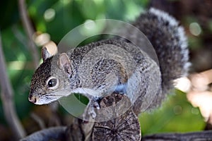 Curious squirrel.