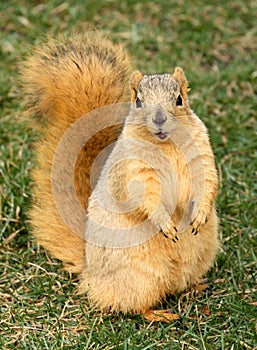 Cute Squirrel Standing