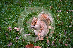 A cute squirrel standing in grass.