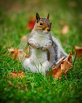 Cute Squirrel Standing in Grass Closeup