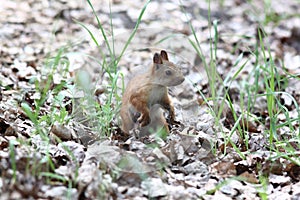 Cute squirrel standing in grass in the park