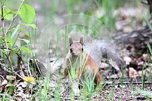 Cute squirrel standing in grass in the park