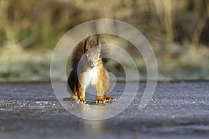 Cute squirrel standing on ice and looking around