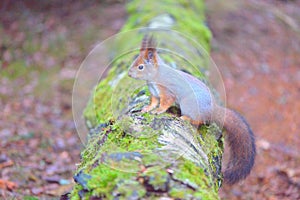 Cute squirrel standing on a log. Gray winter fur.