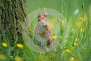 Cute squirrel standing next to the tree in the grass