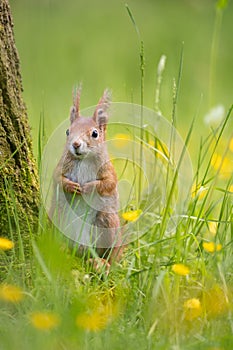 Cute squirrel standing next to the tree in the grass