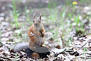 Cute squirrel standing on a stone in grass in the park