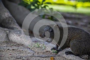 Cute squirrel standing on a tree root. Captured near National Concert Hall in Taipei, Taiwan in a cloudy day. Blurred background.