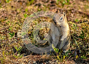 Cute Squirrel Standing Up Outside