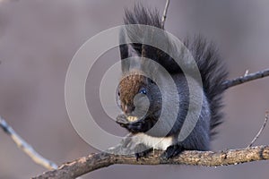 Squirrel Sciurus vulgaris, Mammalia, Rodentia photo